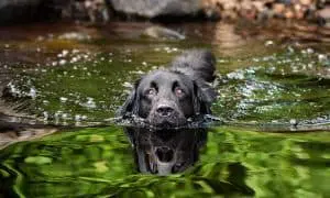 Waterdog1