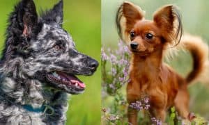 breeds