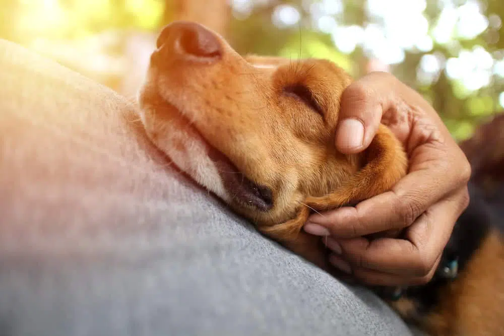 The 5 Habits of Good Dog Parents