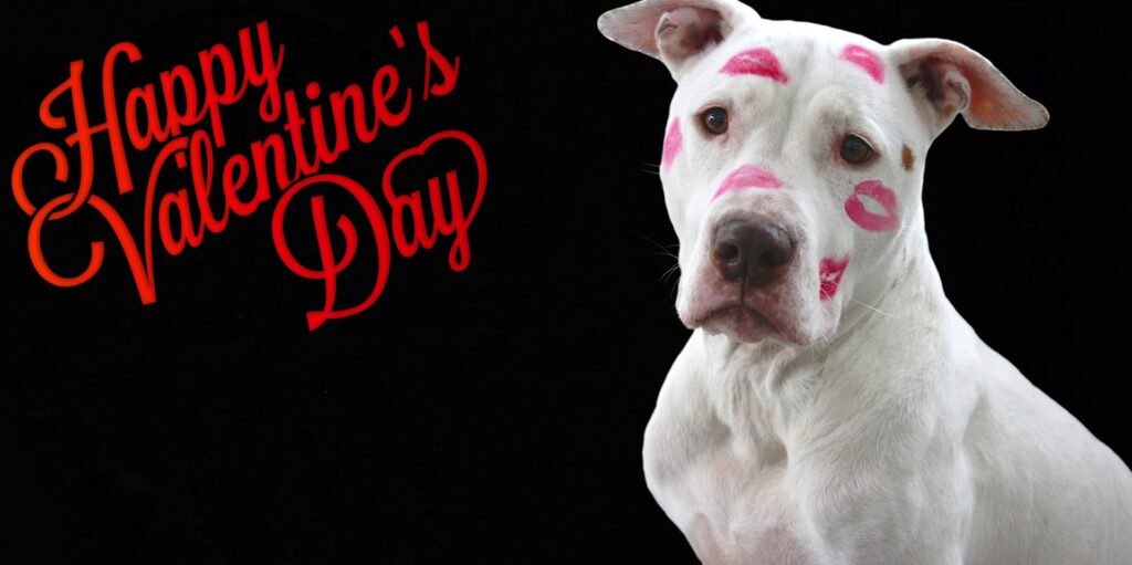 Valentines Day Dog