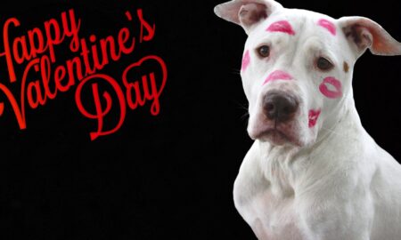Valentines Day Dog