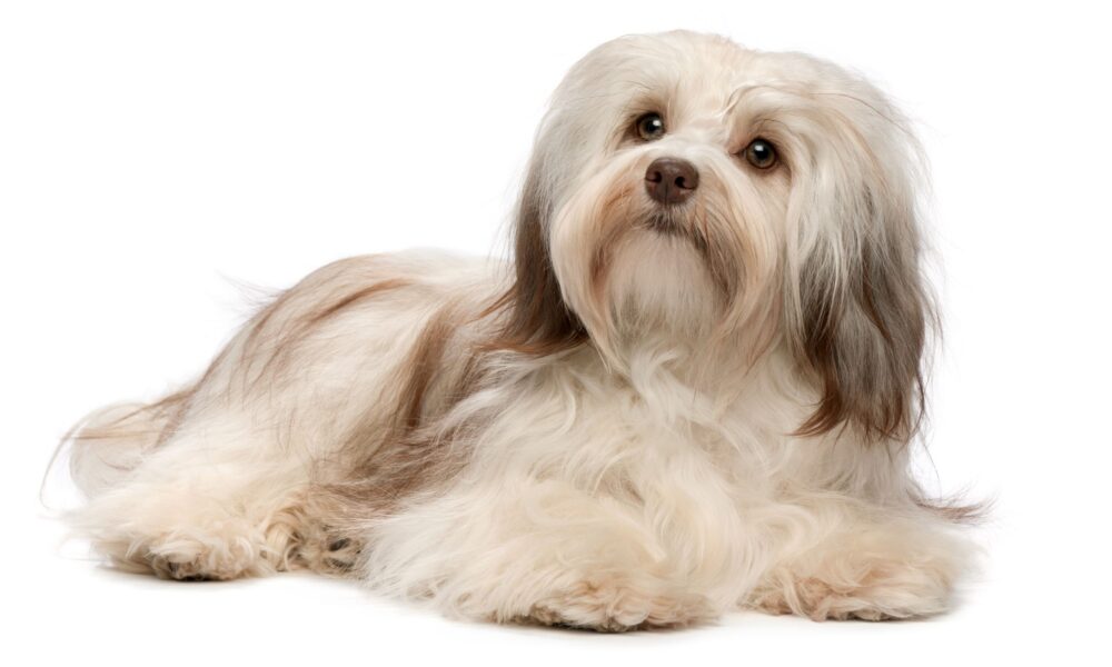 5 Interesting Facts About the Havanese Breed - The Dogington Post