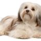 5 Interesting Facts About The Havanese Breed
