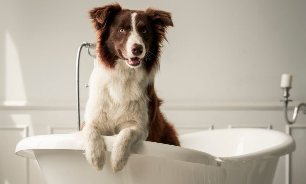 Bathe Your Dog Occasionally