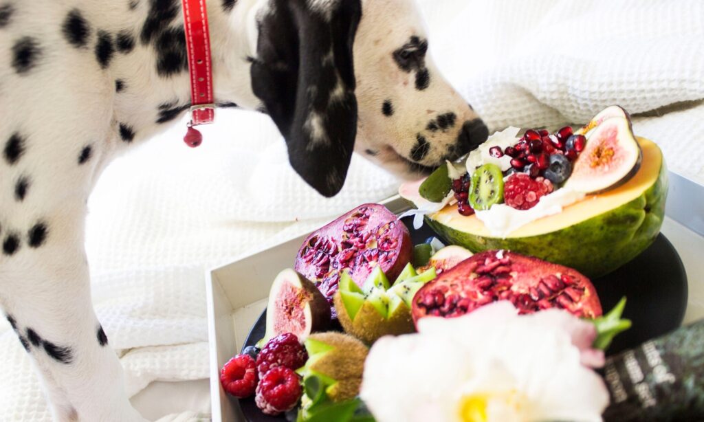 Give Your Dog A Healthy Diet