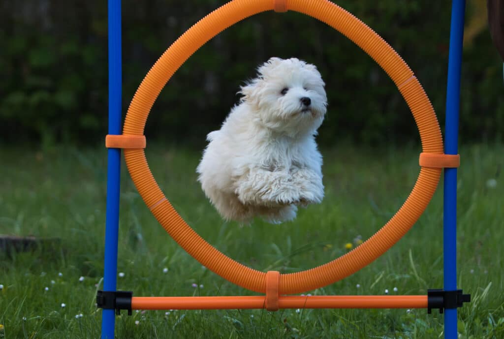 Havenese Dog Doing Agility Training