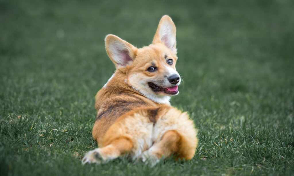Heres What You Need To Know About Corgis