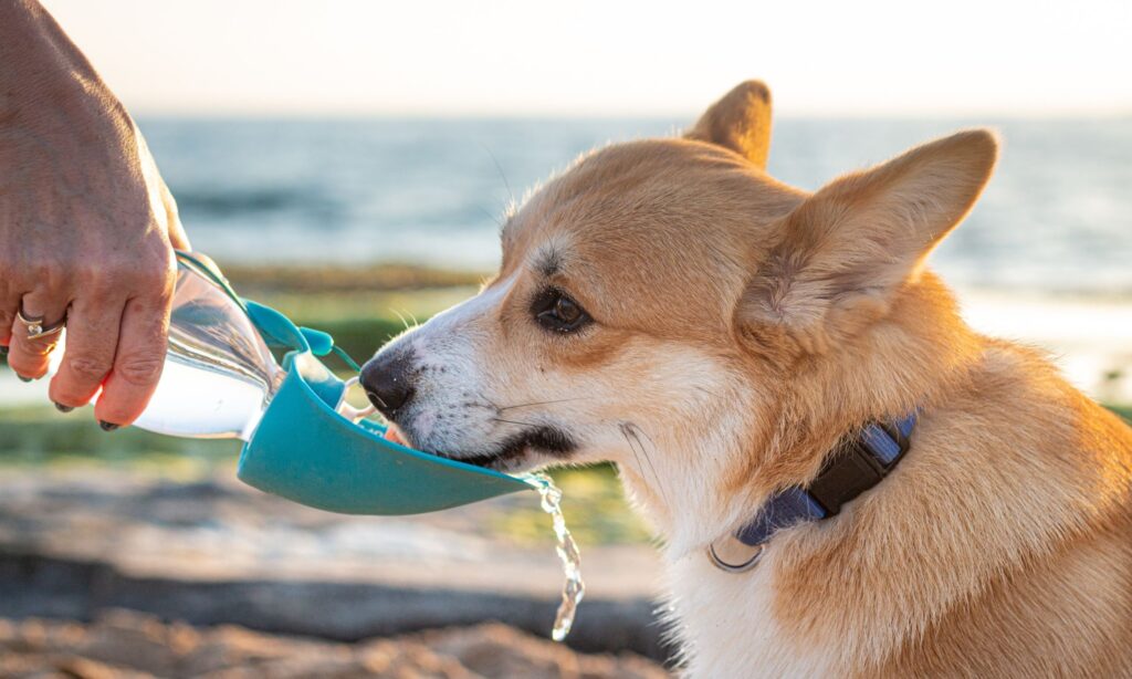 Make Sure Your Dog Stays Hydrated