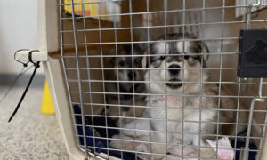 Pups Find New Homes Featured Img