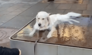 Tiktok Of Dog Chilling In Fountain