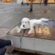 Tiktok Of Dog Chilling In Fountain
