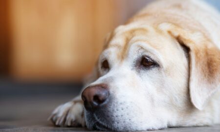 Study Finds That Dogs Grieve Over The Death Of A Fellow Canine