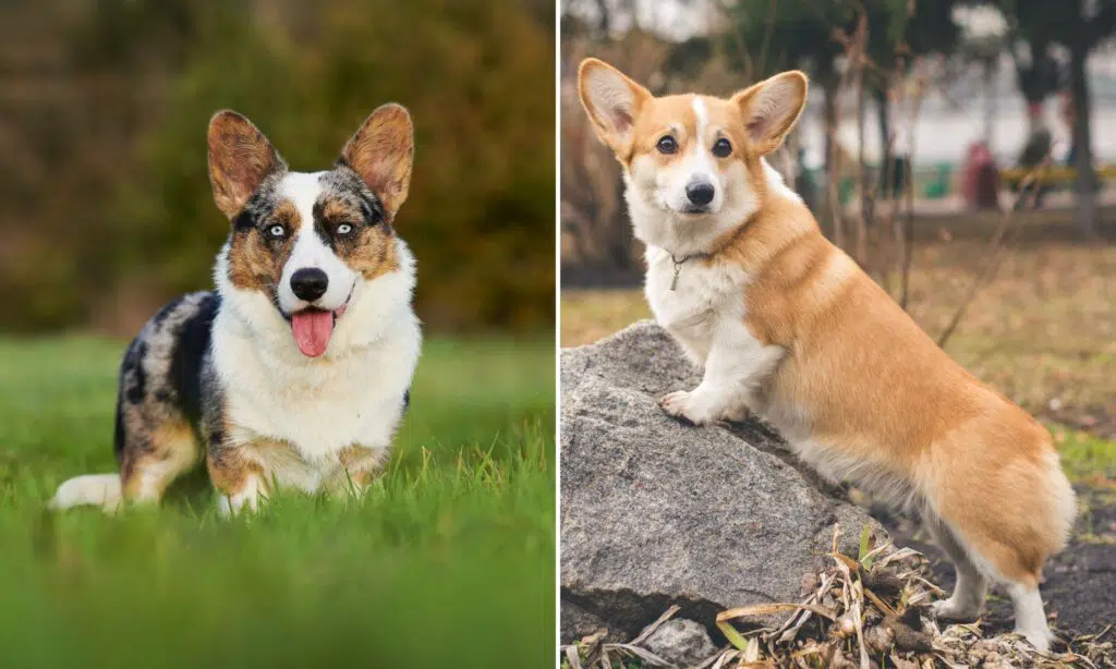 There Are 2 Types Of Corgis