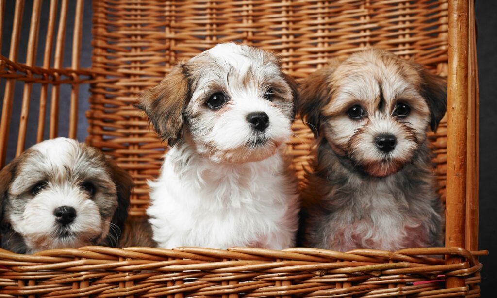 Three Havanese Puppies In A Wooden Basket