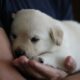 Top Tips To Train Your New Puppy