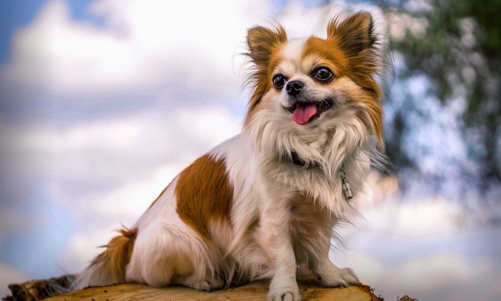 Small Dog Breeds Are Discovered To Come From Gene Mutation - The Dogington  Post