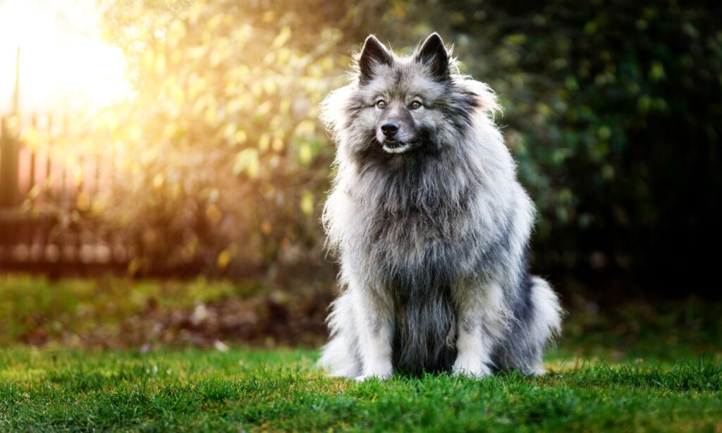 Portrait Of The Dog Keeshond Or Wolfspitz In Outdoor