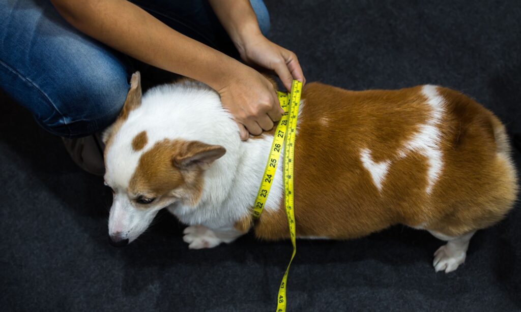 A Recent Study Found That Overweight Dogs Respond Well To A High Fiber High Protein Diet