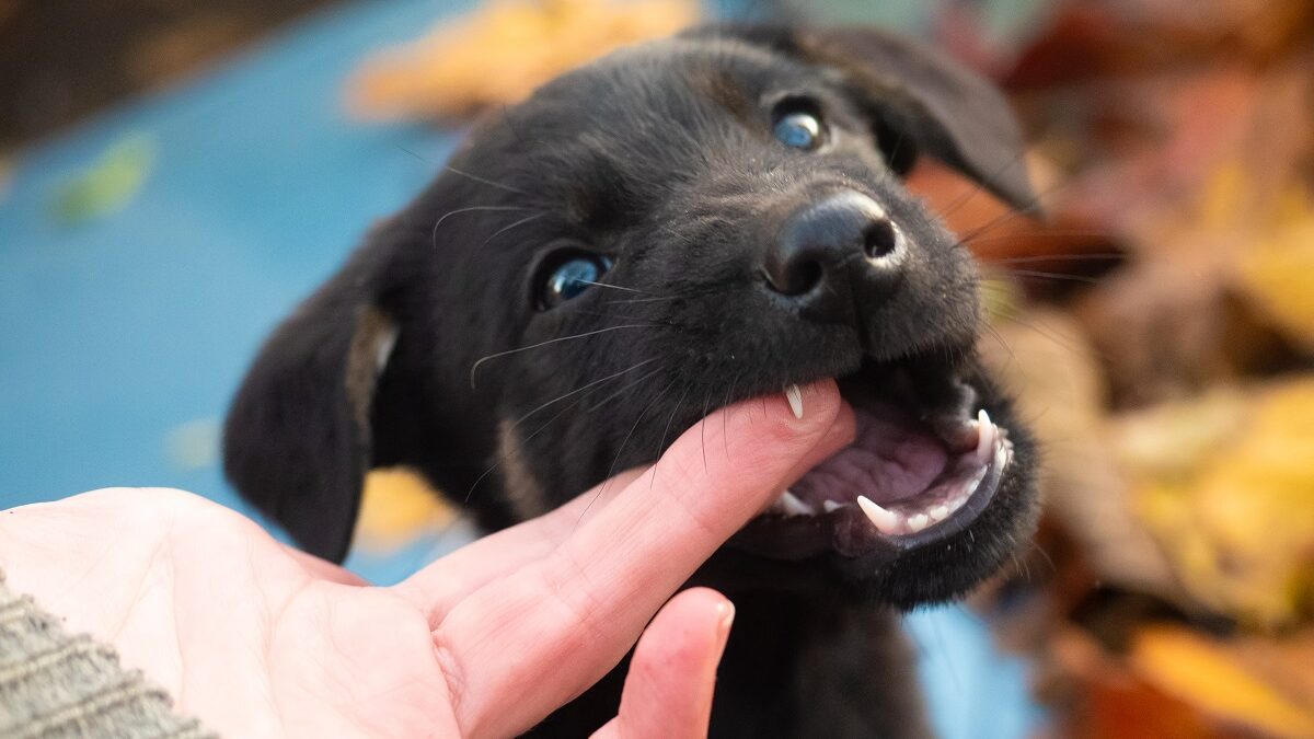A Black Puppy Biting Its Owners Finger Edited