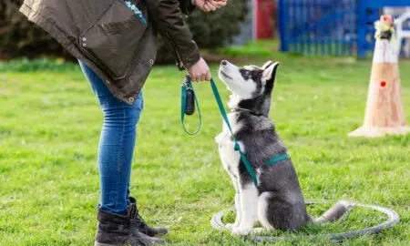 A Husky Puppy Undergoing Nilif Dog Training