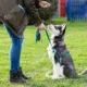 A Husky Puppy Undergoing Nilif Dog Training