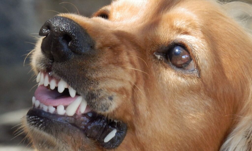Avoid Labeling Your Dog As Aggressive