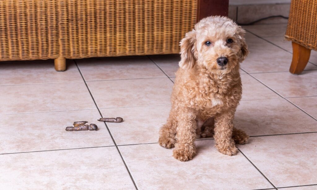Cleaning Dog Poop From Tile Wood Flooring
