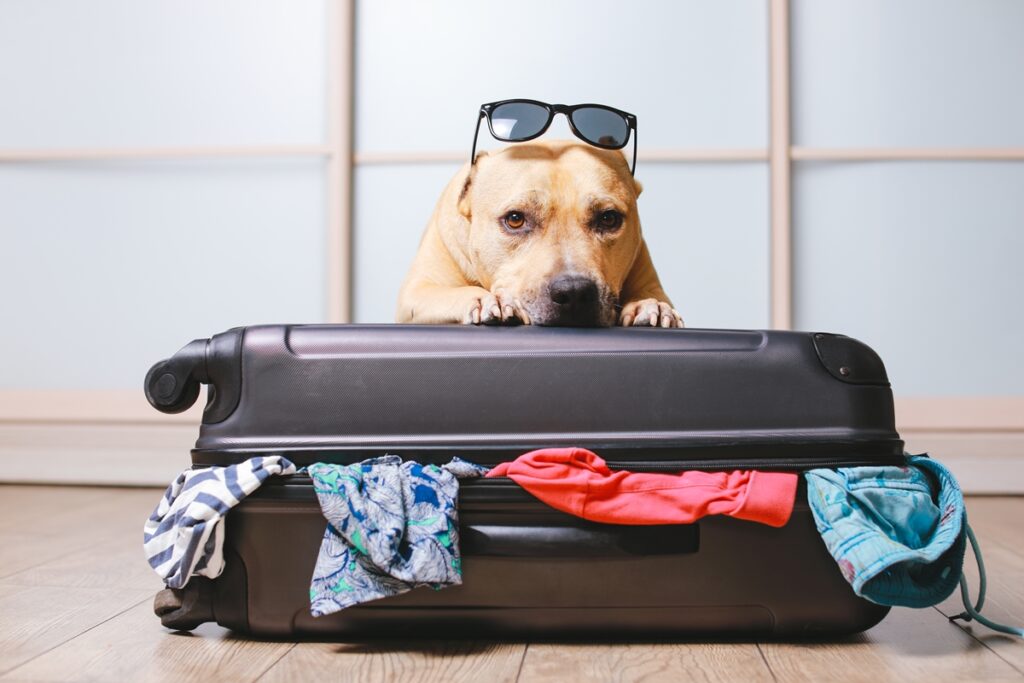 Dog Lying On Its Owner'S Luggage Ready To Go On A Trip