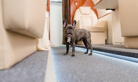 French Bulldog Inside A Pet Friendly Charter Plane