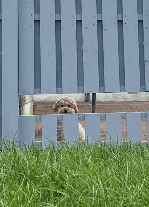 Harry Looking Through Dog Window