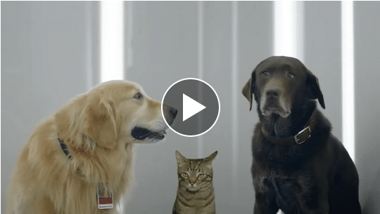Here They Are! Your 2019 Super Bowl Commercials Featuring Dogs! - The Dogington Post