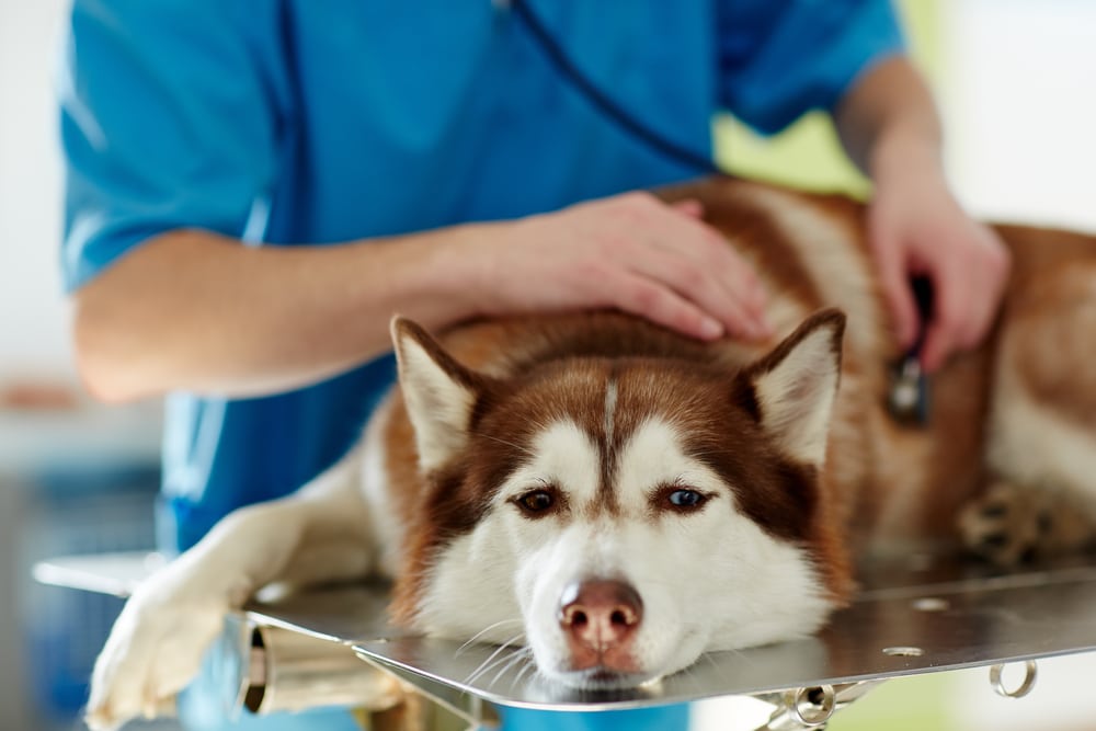 Husky Suffering From Dog Diarrhea Getting A Check Up At The Vet