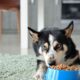 Improper Pet Food Bowl Handling