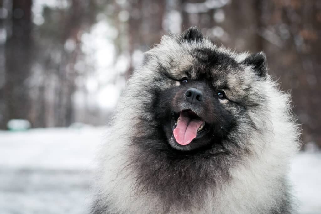 Keeshond Dog Posing Outside In Winter Park