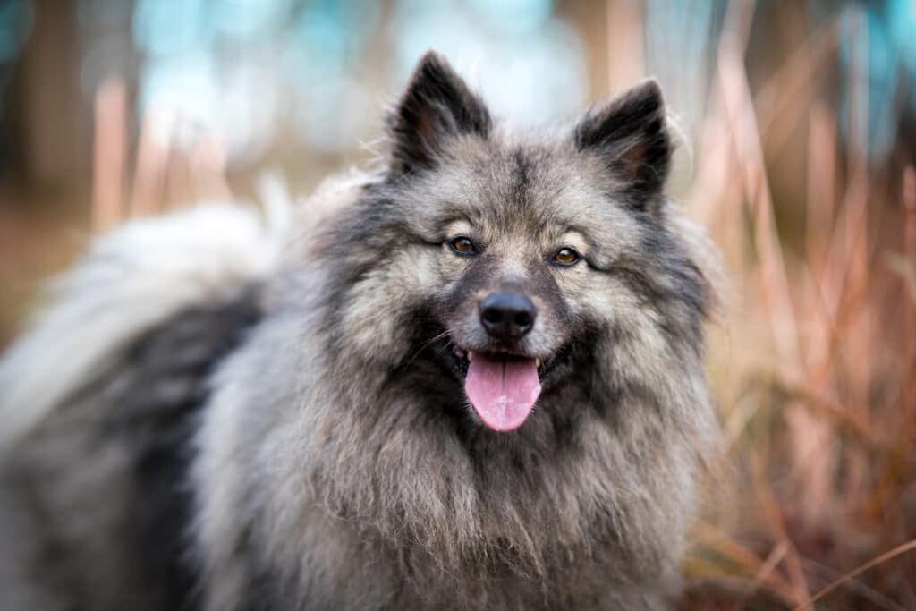 Keeshond Or Wolfspitz Outdoors