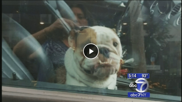 New Jersey Police Rescue Dog From Hot Car - The Dogington Post