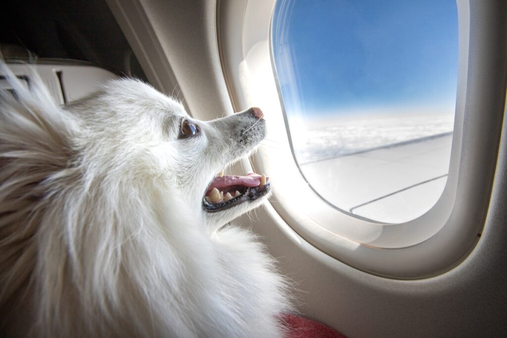 Pomeranian Dog Travelling In A Pet Friendly Charter Flight
