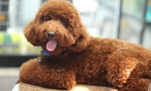 Poodles Rank Up In Popularity In America