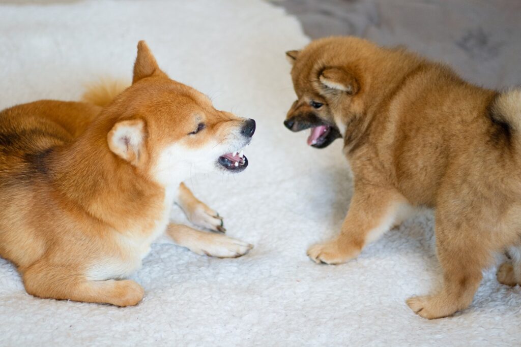Shiba Inu Dog With Its Growling Puppy