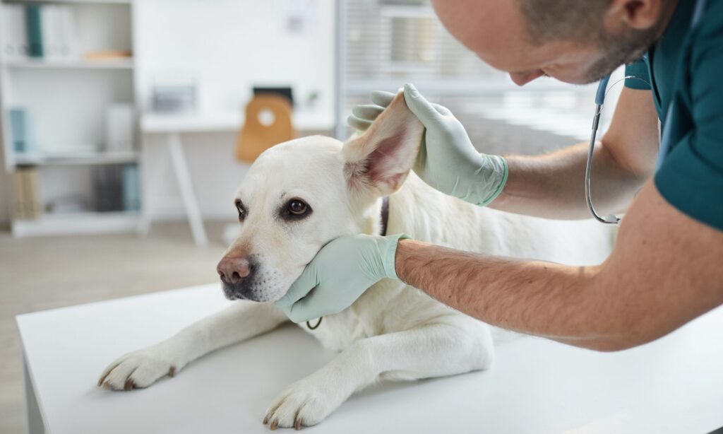 Tip1 Spaying Or Neutering Your Dog