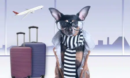 Top Helpful Tips For Flying With Your Fur Baby