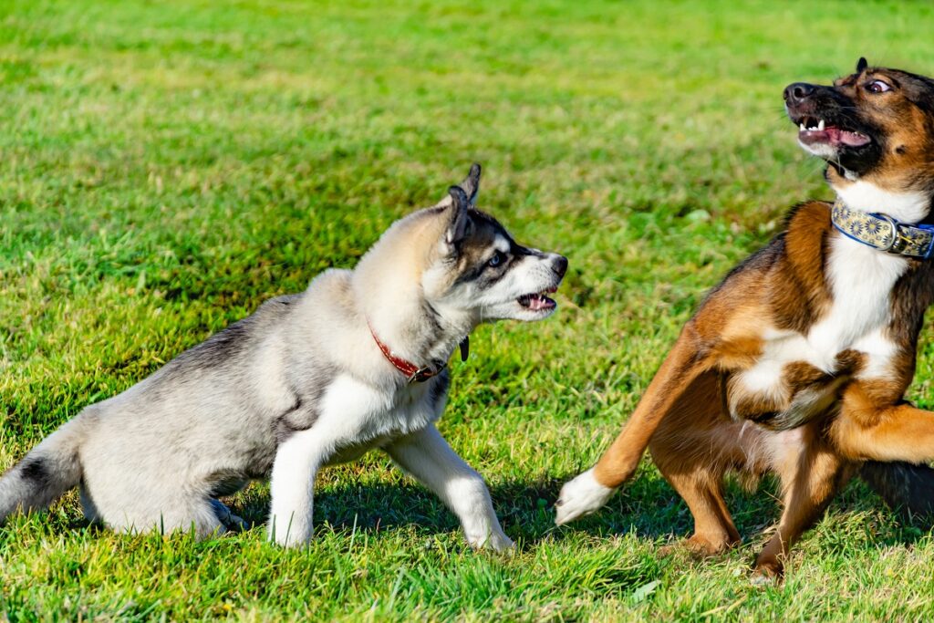A Dog Trying To Play With An Aggressive Husky Puppy.