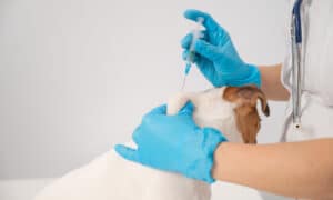 Adult Dog Getting Its Dhpp Vaccinne Booster Shot