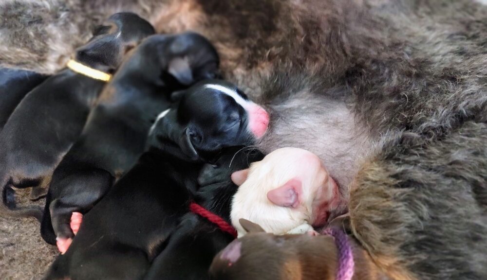 Rescue Dog Gives Birth to An Amazing Litter of 13 Puppies – The ...