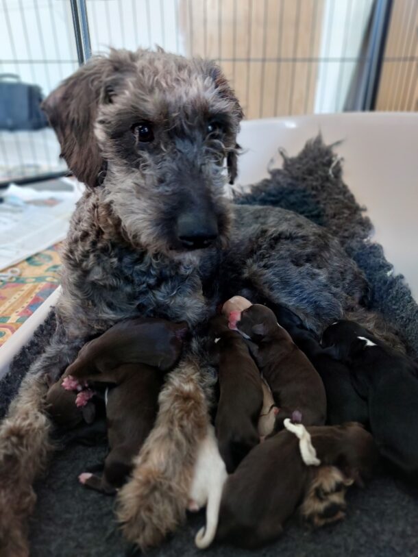 Rescue Dog Gives Birth to An Amazing Litter of 13 Puppies – The ...