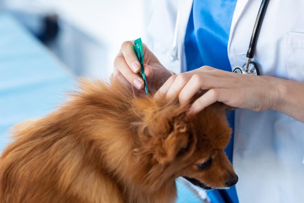 Dog Being Dewormed By A Vet At The Clinic