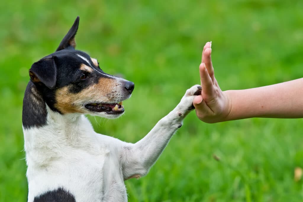 Dog Learning How To High Five Its Owner During Nilif Training