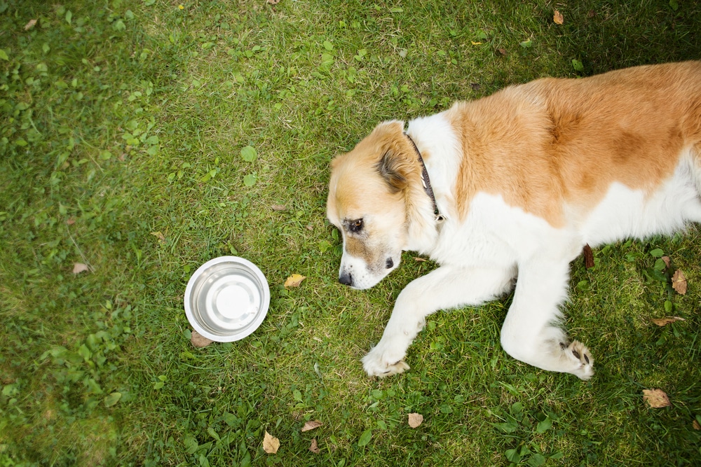 Dog Lying On The Grass Beside Its Bowl Of Water