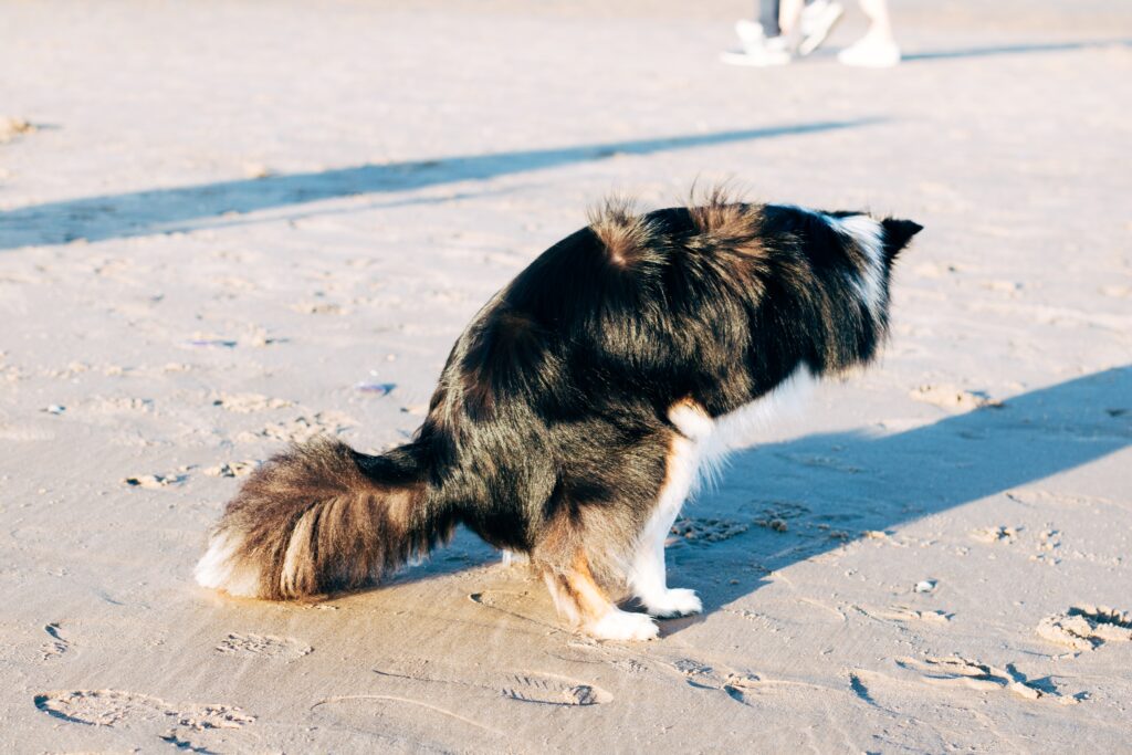 Dog Pooping In The Sand Suffering From Dog Diarrhea