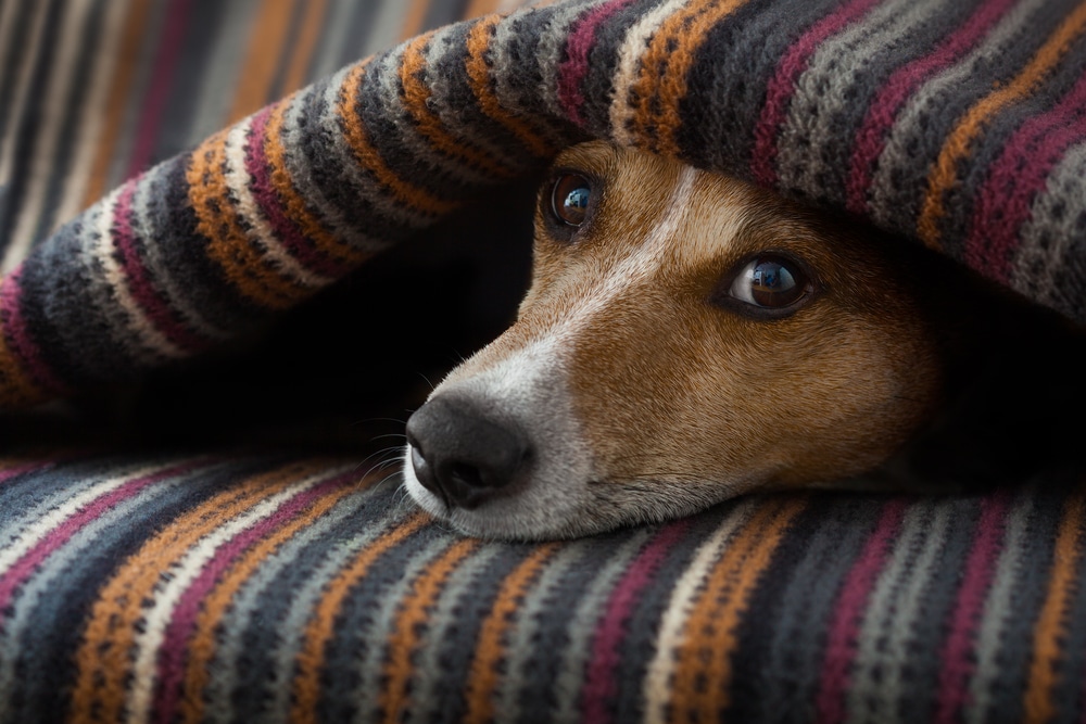 Dog Hiding Under Blanket In Pain